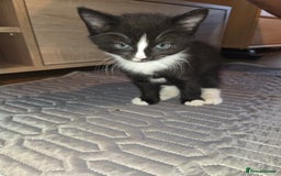 British Shorthair cats for sale: 🐱 KITTENS FOR SALE 🐱 - Image 6