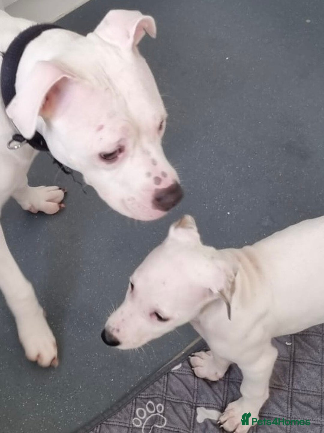 Mixed Breed dogs for sale: Staffy cross  - Advert 8