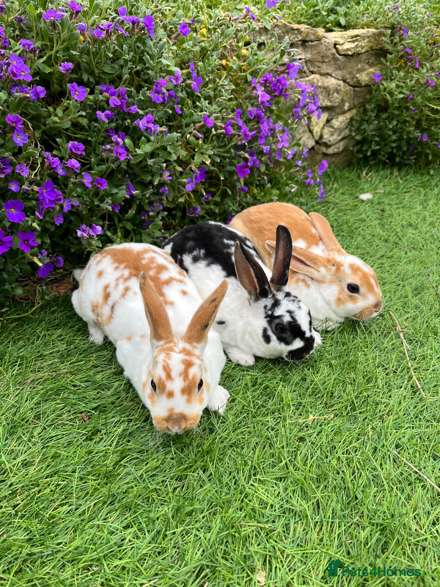 Mini Lop rabbits 7 Bunnies looking for loving homes - Advert 15