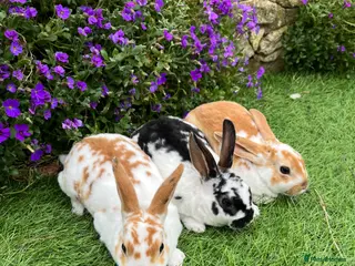 Mini Lop rabbits 7 Bunnies looking for loving homes - Advert 15