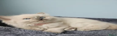 Ragdoll Kitten 1