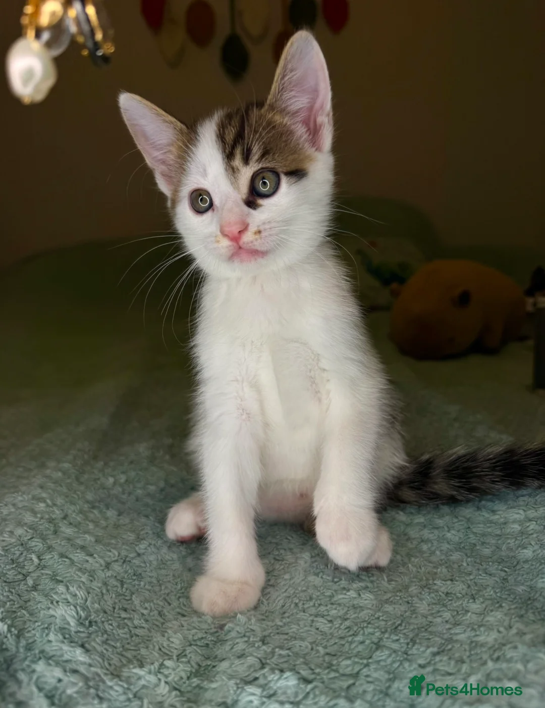 Mixed Breed cats for sale: Last lovely 10week-old boy looking for loving home - Advert 2