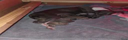 Italian Greyhound dogs for sale: 6 Beautiful Italian Greyhound Puppies  - Advert 2