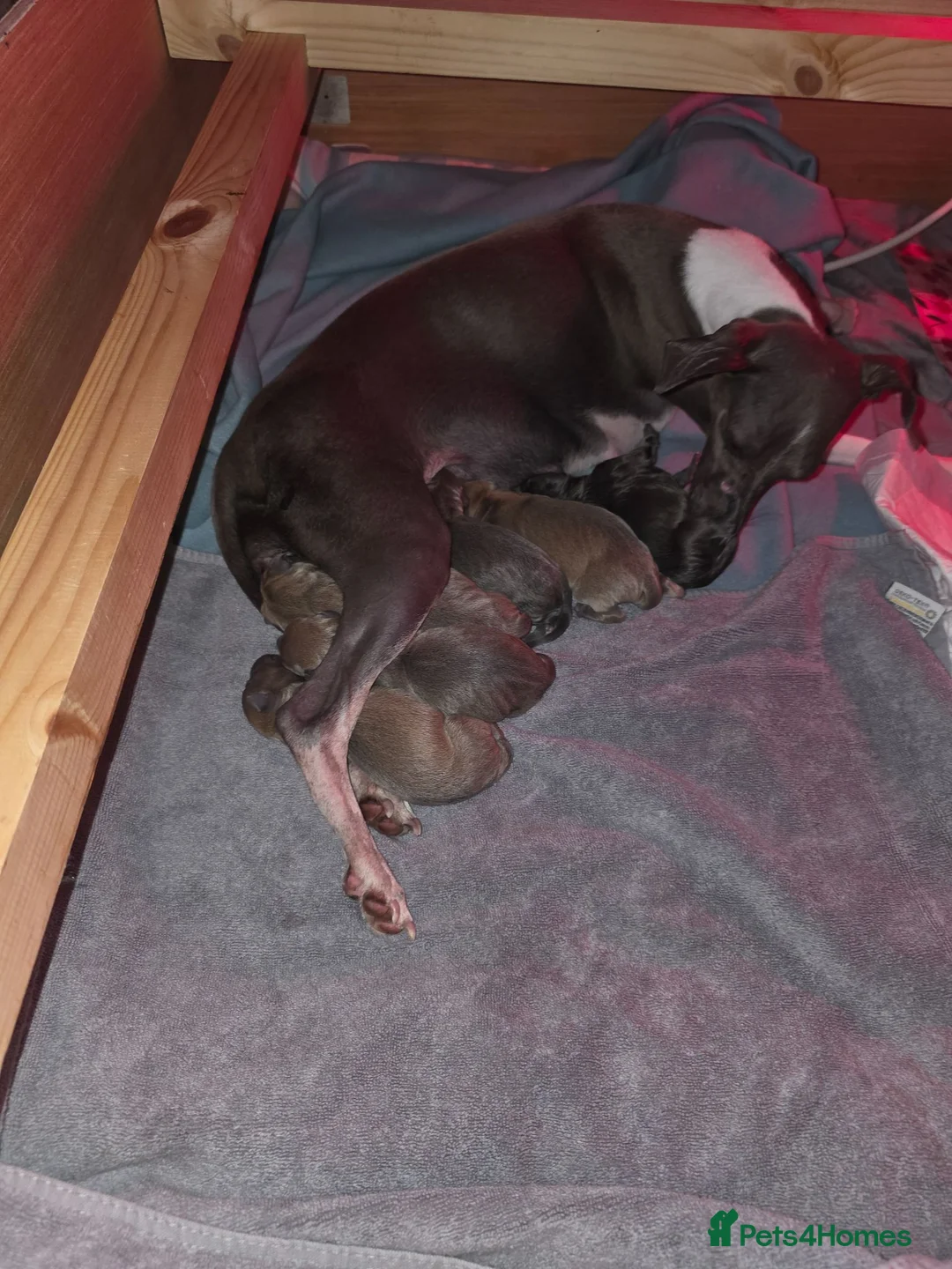 Italian Greyhound dogs for sale: 6 Beautiful Italian Greyhound Puppies  - Advert 2