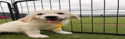 Golden Retriever dogs for sale: Kc registered health tested parents  - Advert 28