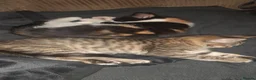 Mixed Breed cats for sale: Last 2 adorable kittens for sale - Advert 2