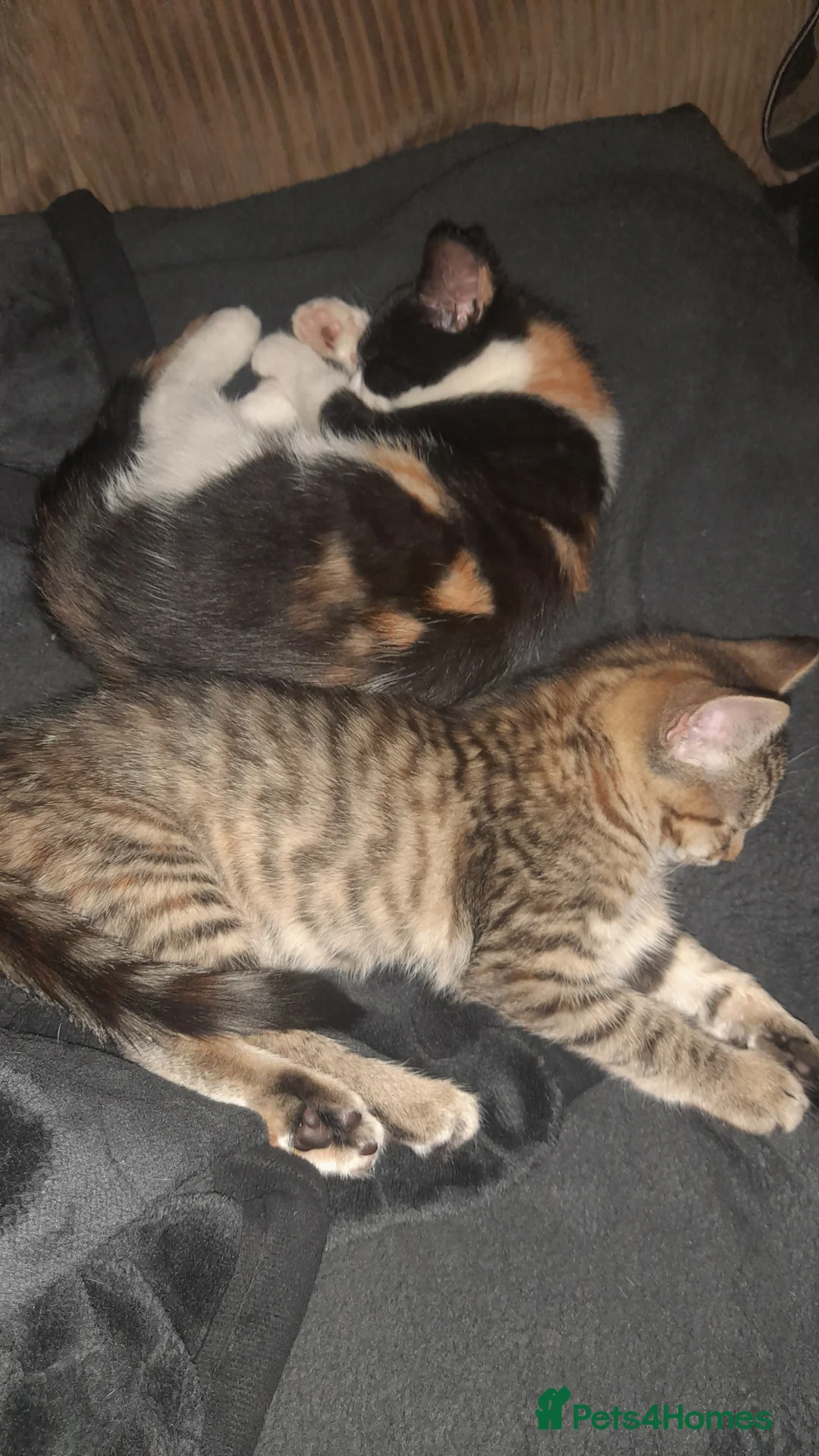 Mixed Breed cats for sale: Last 2 adorable kittens for sale - Advert 2