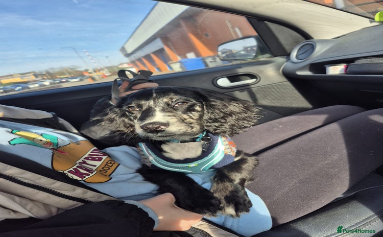 Cocker Spaniel dogs for sale - Advert 1