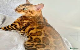 Bengal cats for sale: OUTSTANDING 🤩 Purebred Brown Rosetted Bengal - Image 2