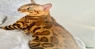 Bengal cats - Advert 15