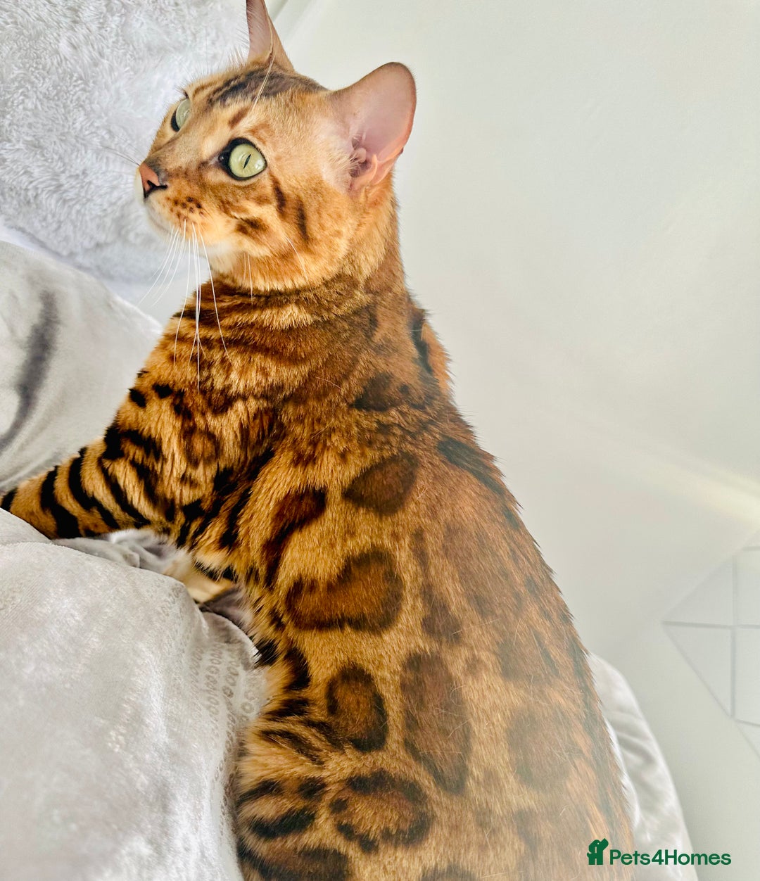 Bengal cats for sale: OUTSTANDING 🤩 Purebred Brown Rosetted Bengal - Image 2