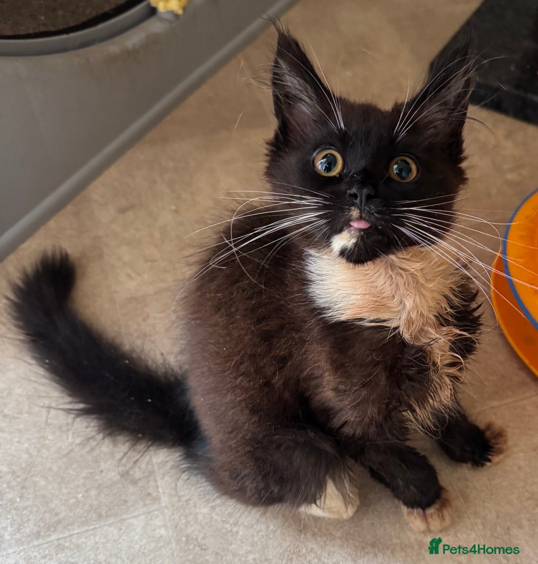 Maine Coon cats for sale: READY NOW BEAUTIFUL PEDIGREE MAINECOON KITTENS  - Image 7