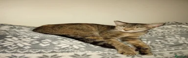 Taco bella 