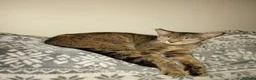 Mixed Breed cats for sale: Cats for adoption! - Advert 3
