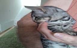 Savannah cats for sale: Full Pedigree TICA reg Savannah Girl Kitten - Image 12