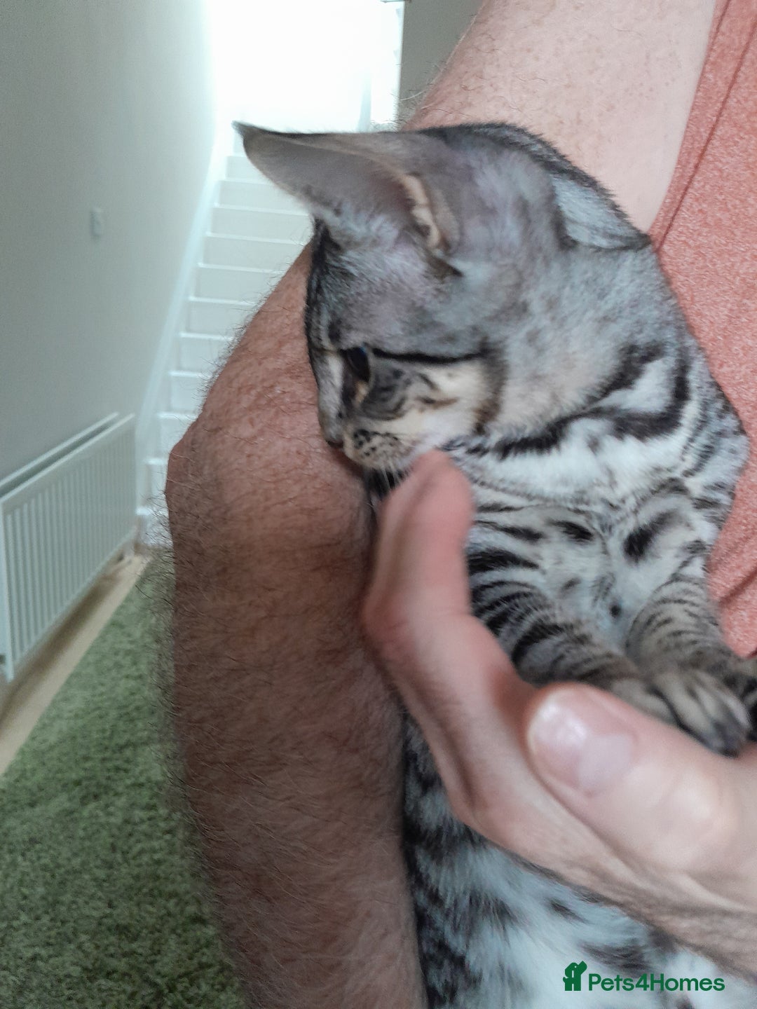 Savannah cats for sale: Full Pedigree TICA reg Savannah Girl Kitten - Image 12
