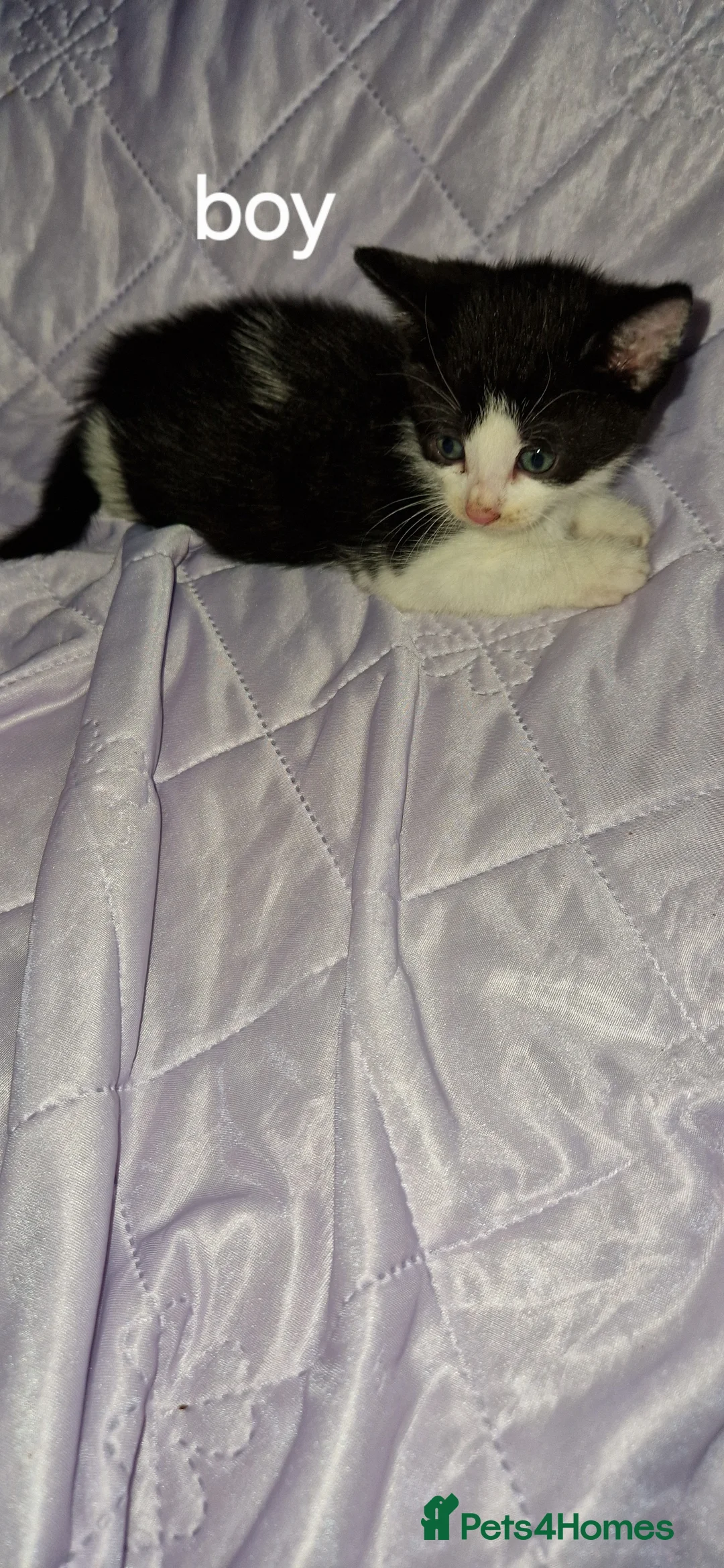 Mixed Breed cats for sale: Lovely kittens looking for new home  - Advert 7