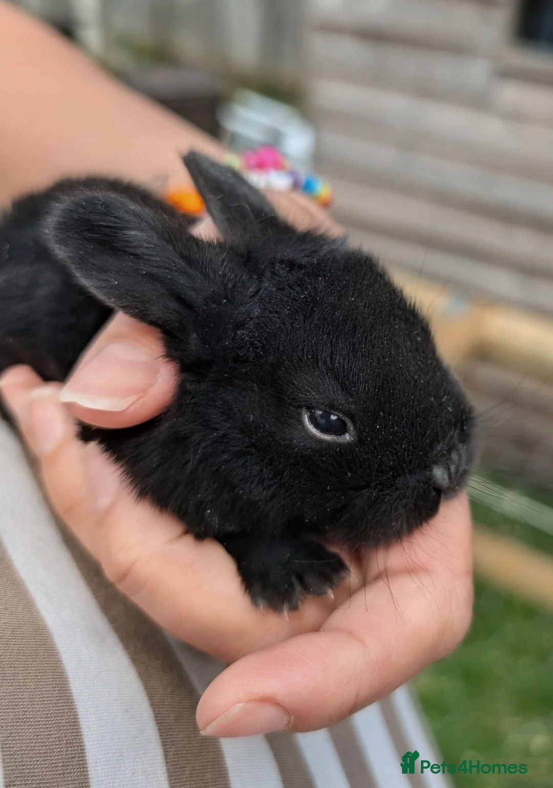 Mixed Breed rabbits for sale: Beautiful baby bunnies  in Andover - Advert 1