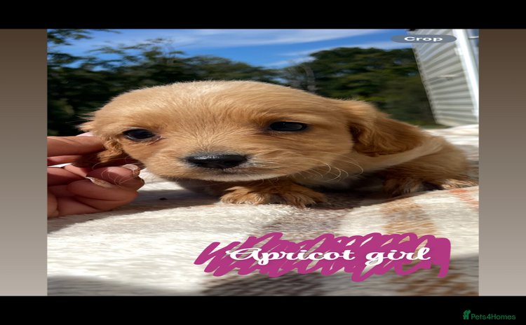 Cockapoo dogs - Advert 3