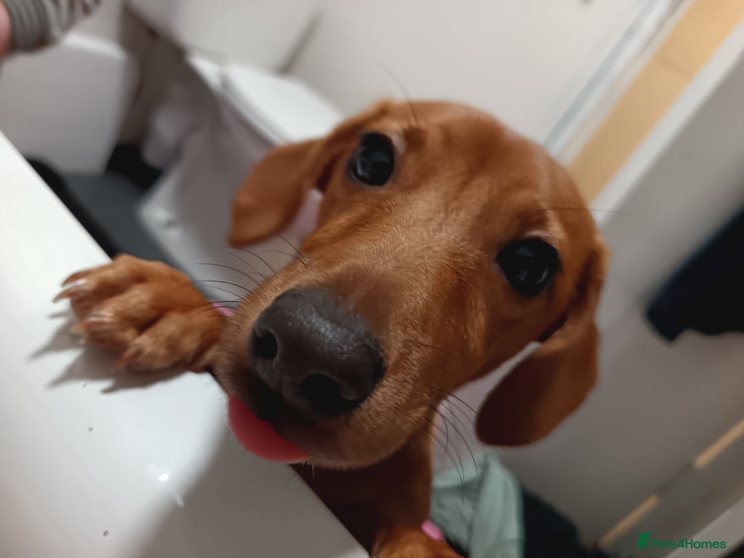 Chiweenie dogs for sale: Unfortunate rehome circumstances  - Image 2