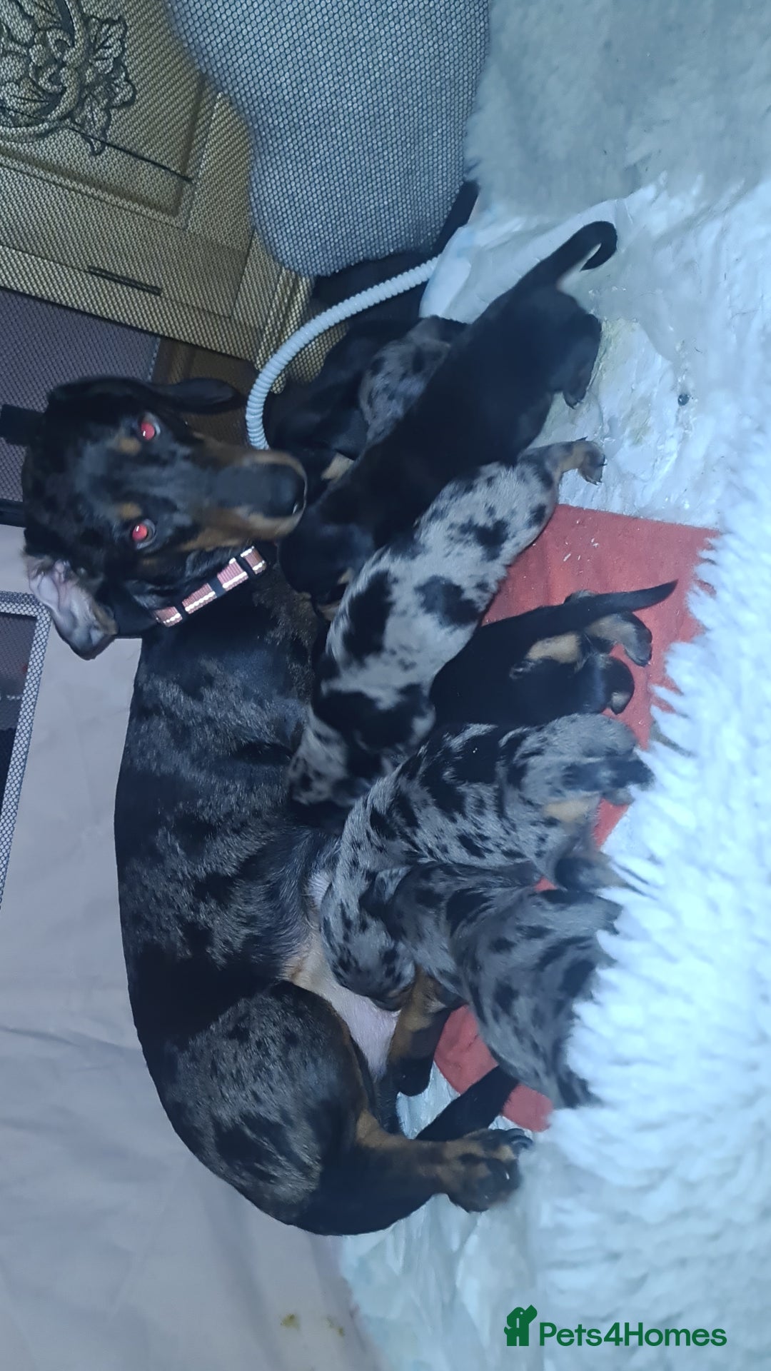 Dachshund dogs for sale: Dachshund dapple and black/tan puppies - Advert 1