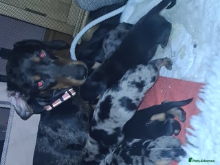 Dachshund dogs Dachshund dapple and black/tan puppies - Advert 1