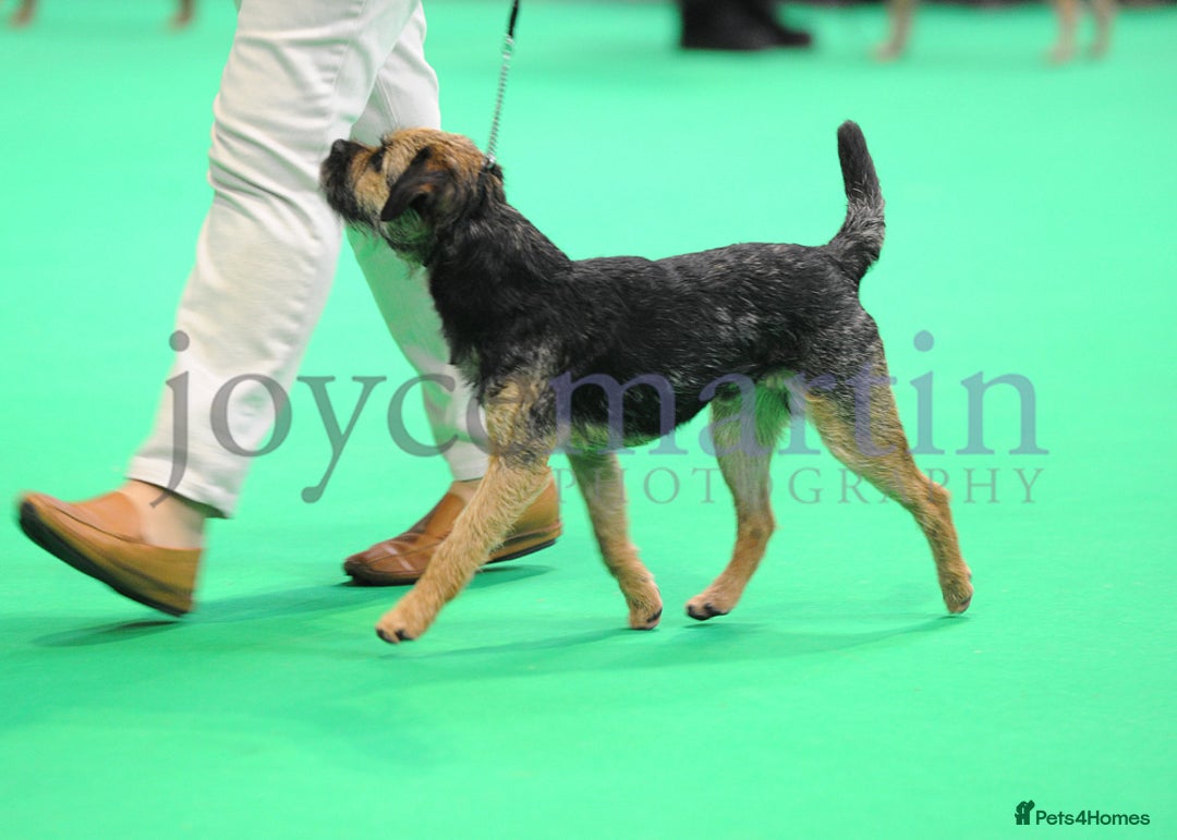 Border Terrier dogs for stud: Handsome proven stud - Advert 4