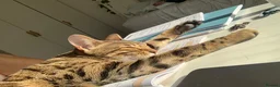 Bengal cats for sale:  **  Bengal and Tabby for free in Harrow - Advert 8