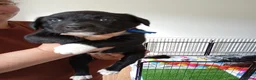 Sprollie dogs for sale: Gorgeous Sprollies puppies  Ready to leave  - Advert 7