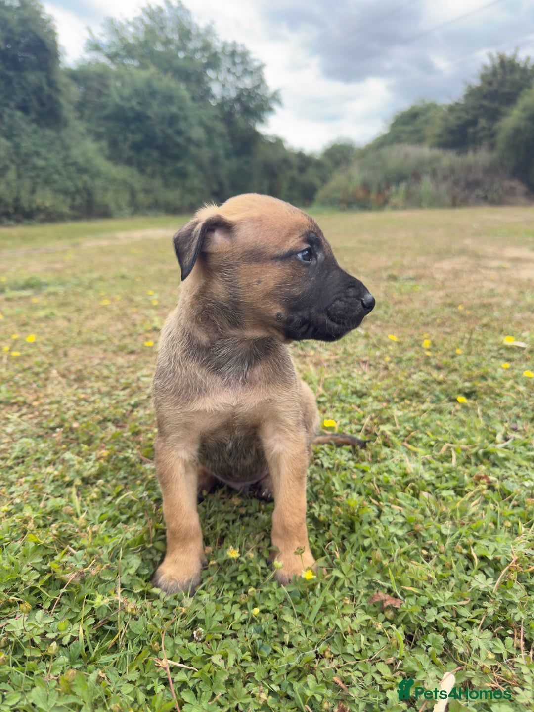 Belgian Shepherd Dog dogs for sale: Stunning Dutch Herder x Alano Español Pups  - Image 15