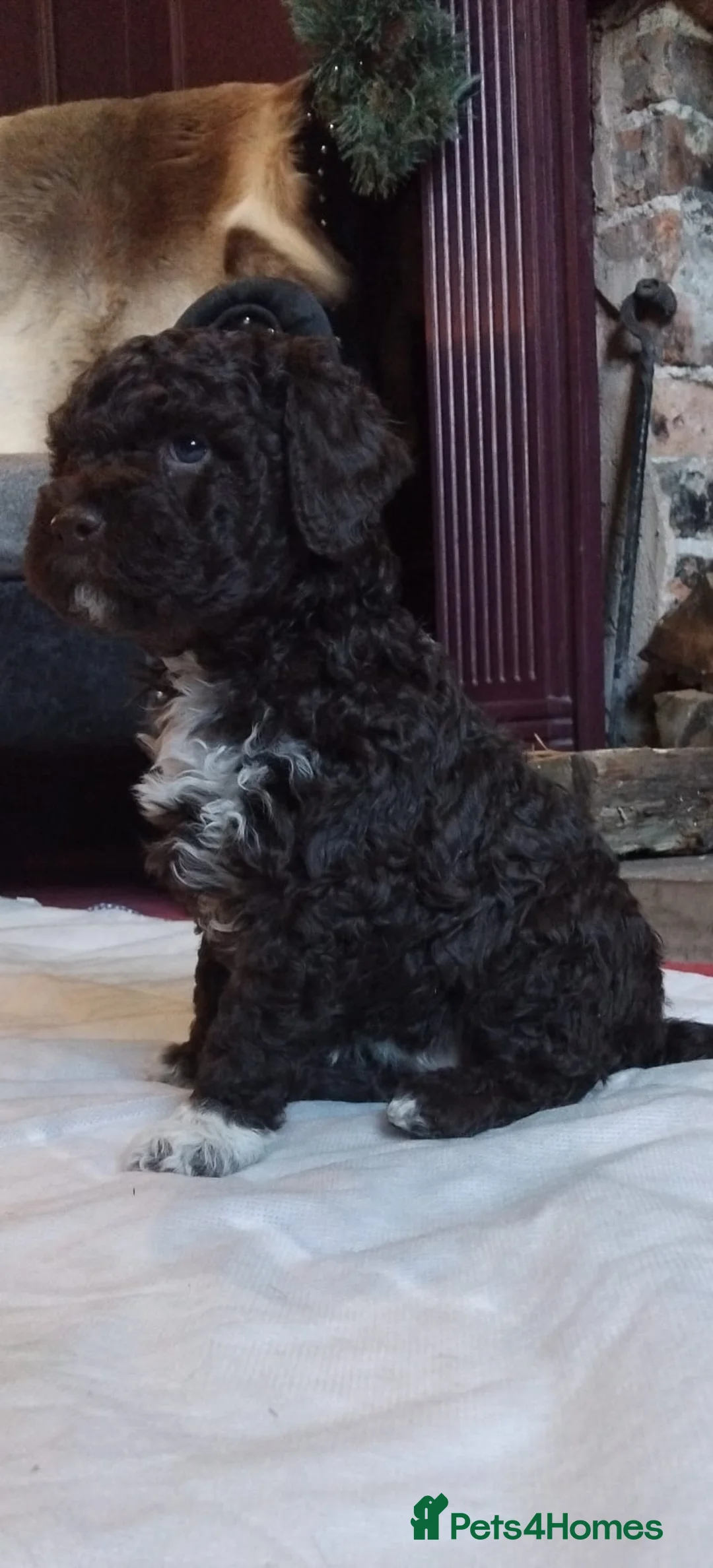Lagotto Romagnolo dogs for stud: Kc reg proven dna tested lagotto  for stud £700 in Belper - Advert 5