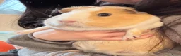 Guinea Pig rodents for sale: Two guinea pigs finding a new home - Advert 8