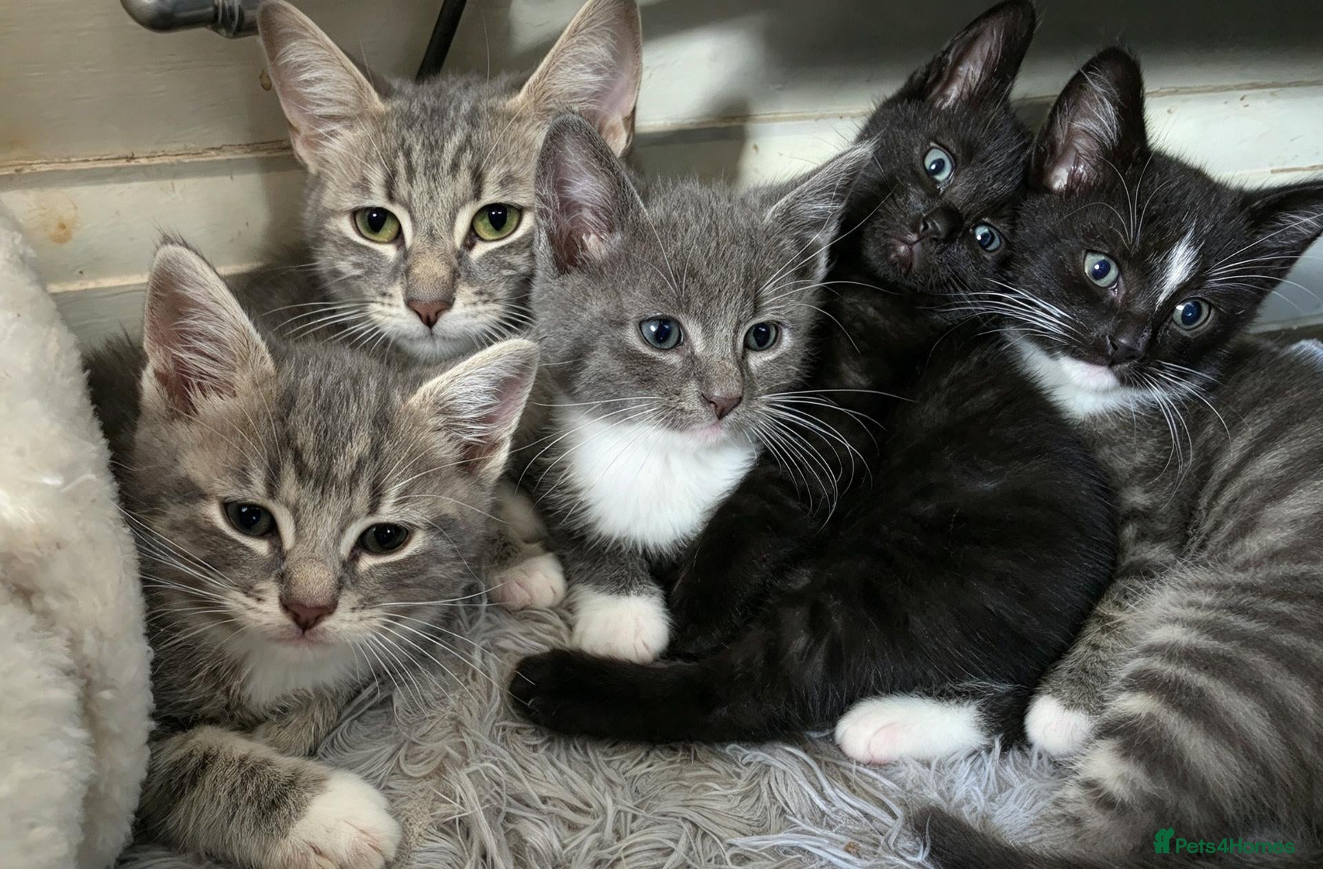 British Shorthair cats 5 kittens, ready next weds - Advert 16
