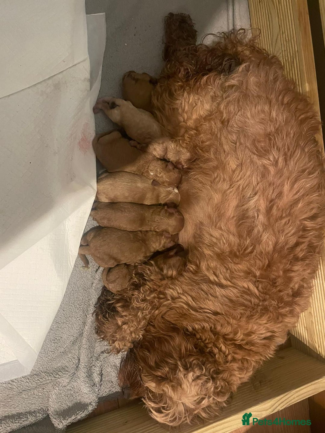 Toy Poodle dogs for stud: Kc Health tested fox red Toy poodle for stud - Advert 36