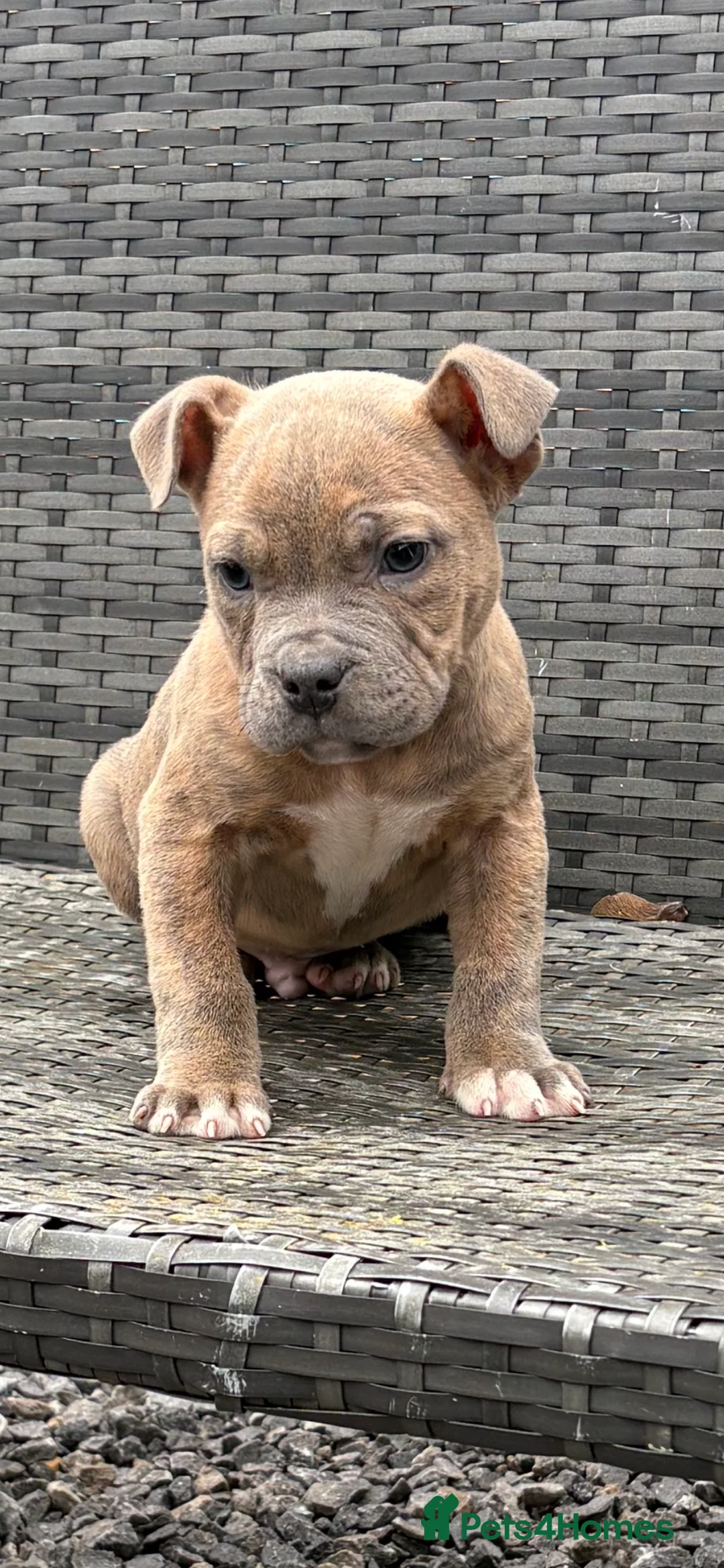 Mixed Breed dogs for sale: Olde English Bulldog pups  - Advert 1
