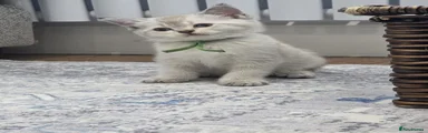 British Shorthair Green Collar
