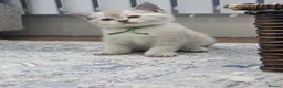 British Shorthair cats for sale: Beautiful White British Shorthair adorable Kittens - Advert 16