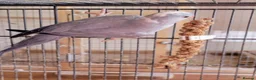 Ringnecks birds for sale: Juveniles Ringnecks - Advert 4