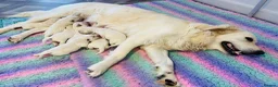 Golden Retriever dogs for sale: ⭐️Cream KC Golden Retriever Puppies⭐️ - Advert 2
