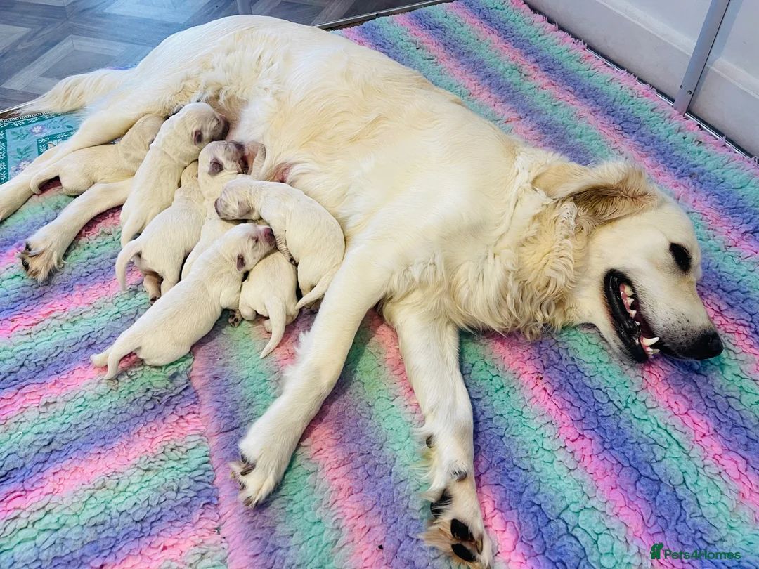 Golden Retriever dogs for sale: ⭐️Cream KC Golden Retriever Puppies⭐️ - Advert 2