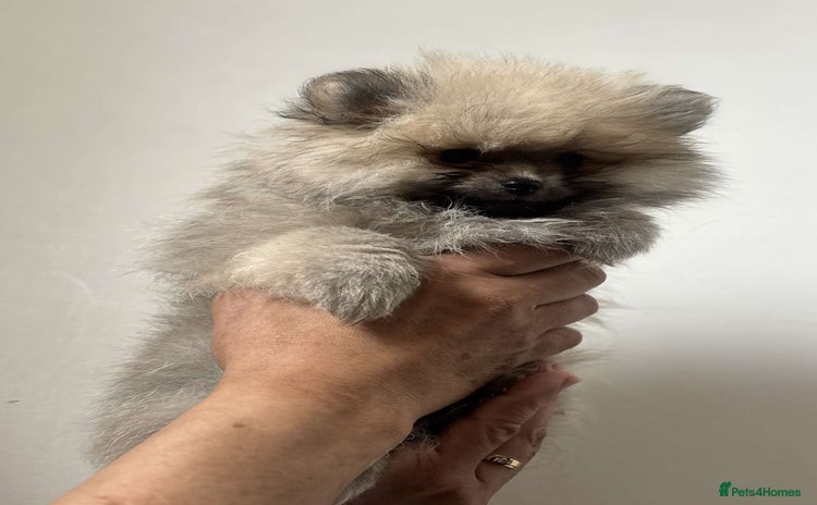 Pomeranian dogs - Advert 2