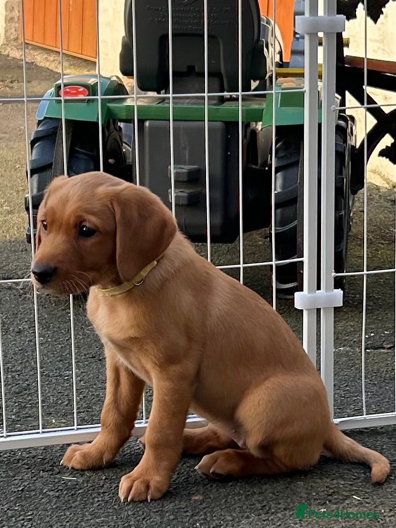 Labrador Retriever dogs KC Registered Fox Red Labrador Litter - Advert 2