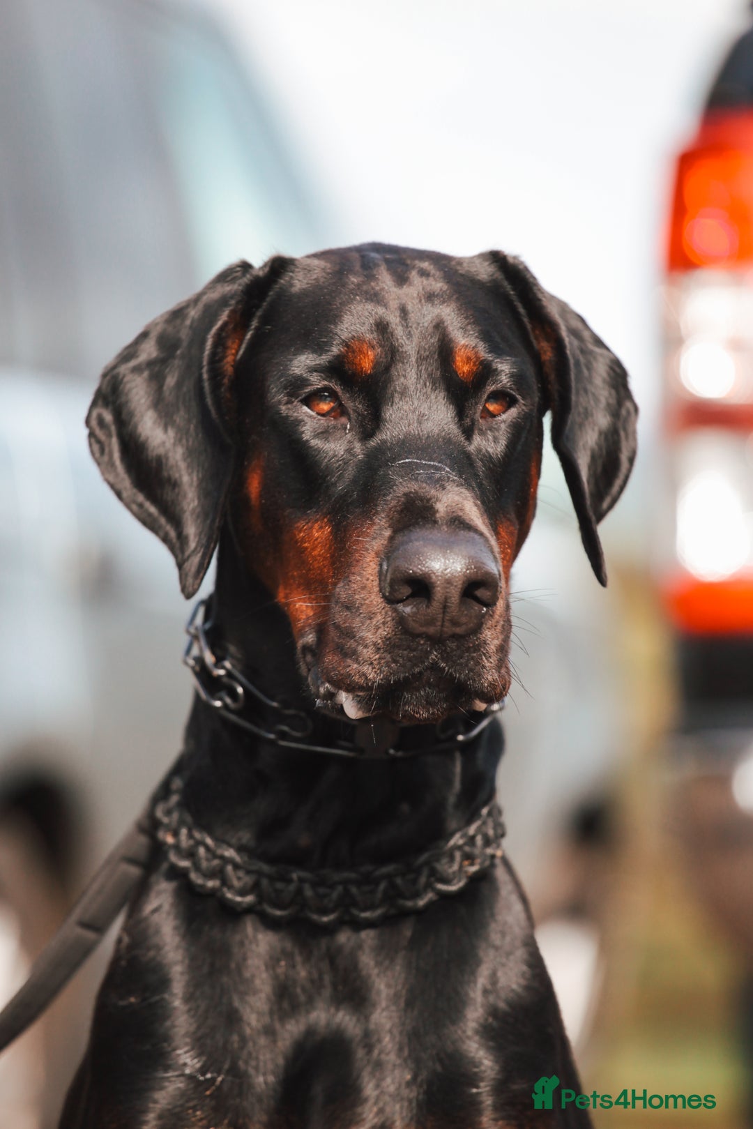 Dobermann dogs for sale: WAITLIST 2026 CEZARBLUE 5 STAR LICENSED ⭐️  - Advert 23