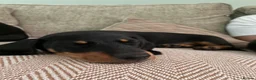 Miniature Dachshund dogs for sale: READY NOW - Last puppy dog - Miniature Dachshunds - Advert 1