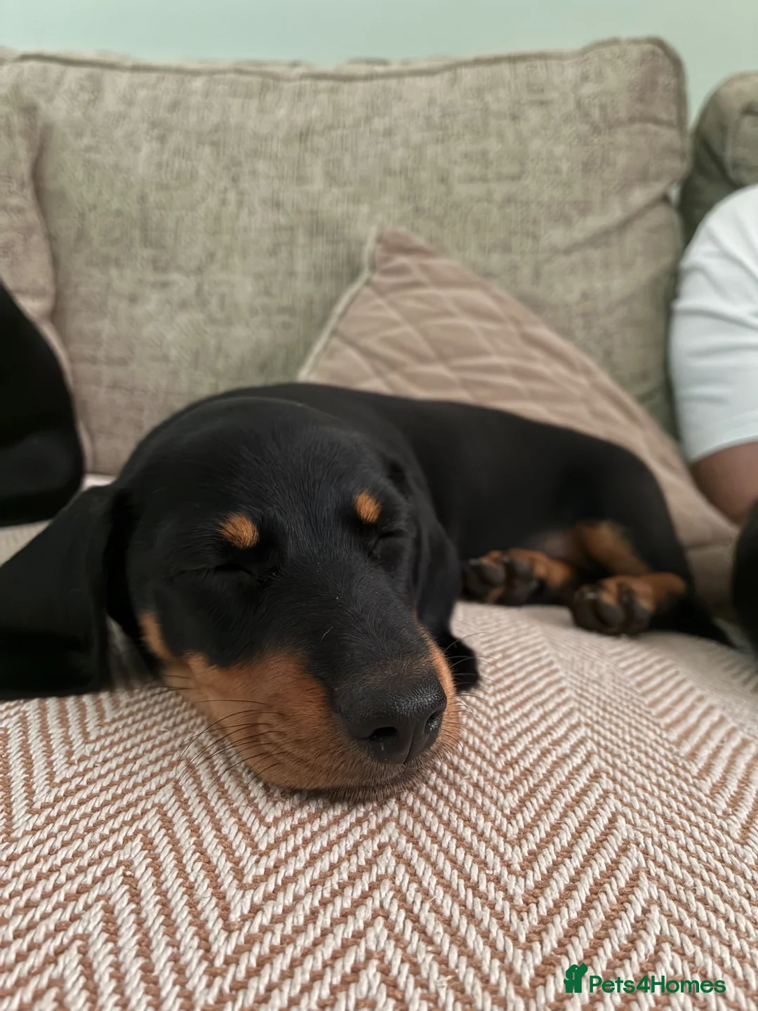 Miniature Dachshund dogs for sale: READY NOW - Last puppy dog - Miniature Dachshunds - Advert 1