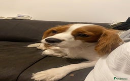 Cockalier dogs for sale: Cavalier Puppy–Loving, Healthy, and Full of Joy - Image 20