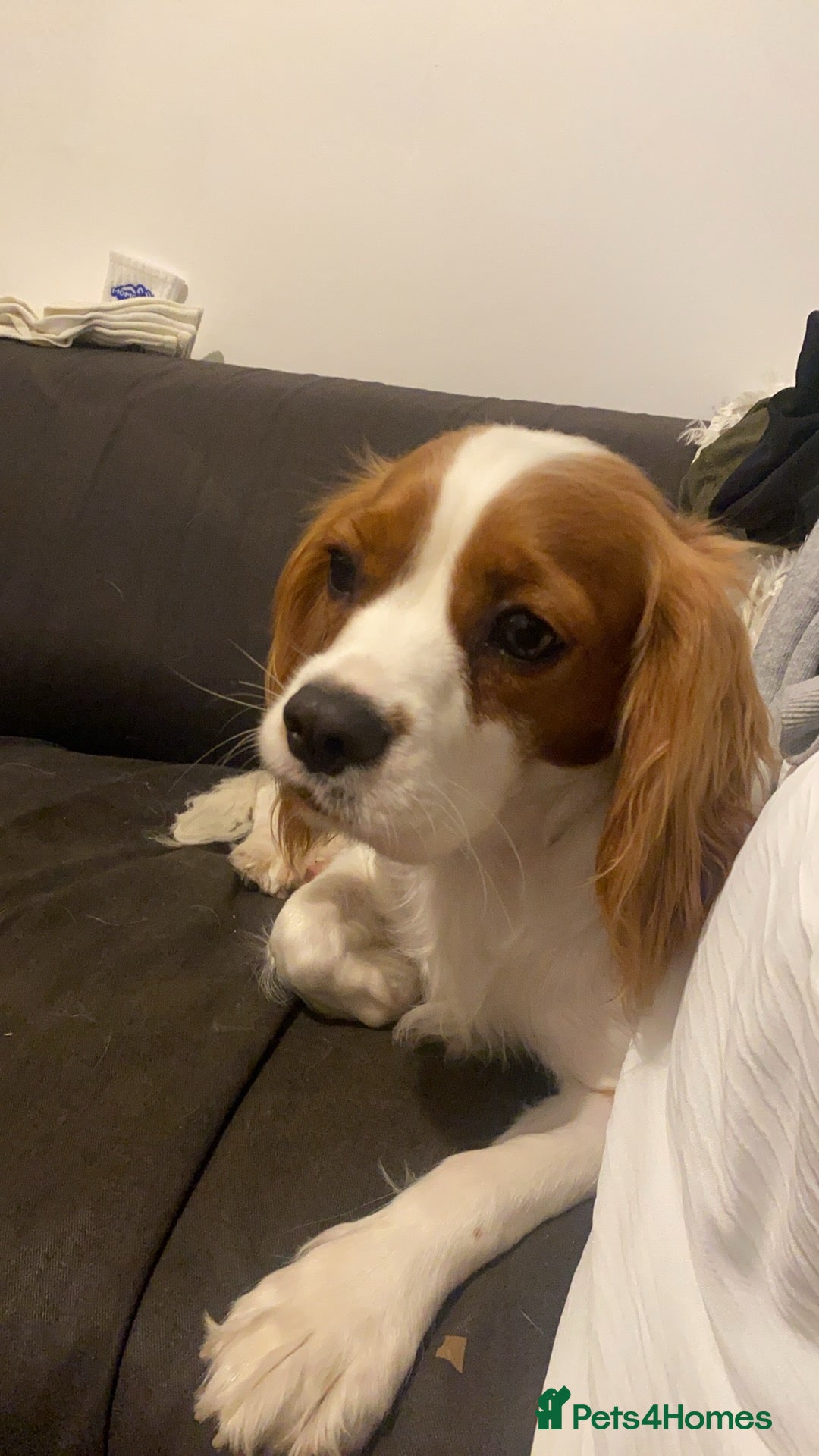 Cockalier dogs for sale: Cavalier Puppy–Loving, Healthy, and Full of Joy - Image 20