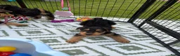 Airedale Terrier dogs for sale: ⭐️ KC AIREDALE PUPS FROM LICENSED BREEDER ⭐️ - Advert 6