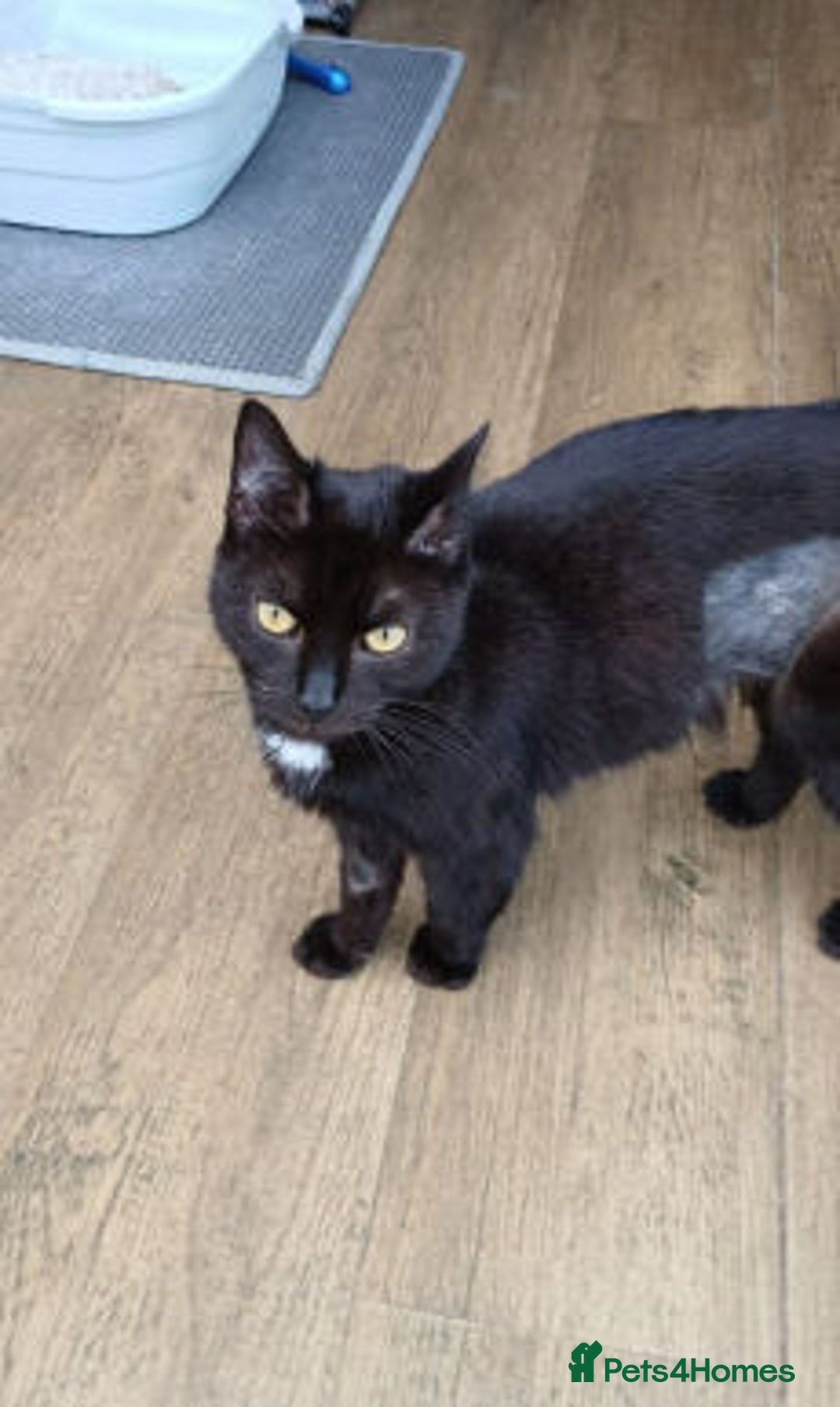 Mixed Breed cats for adoption: ANGEL - Advert 3