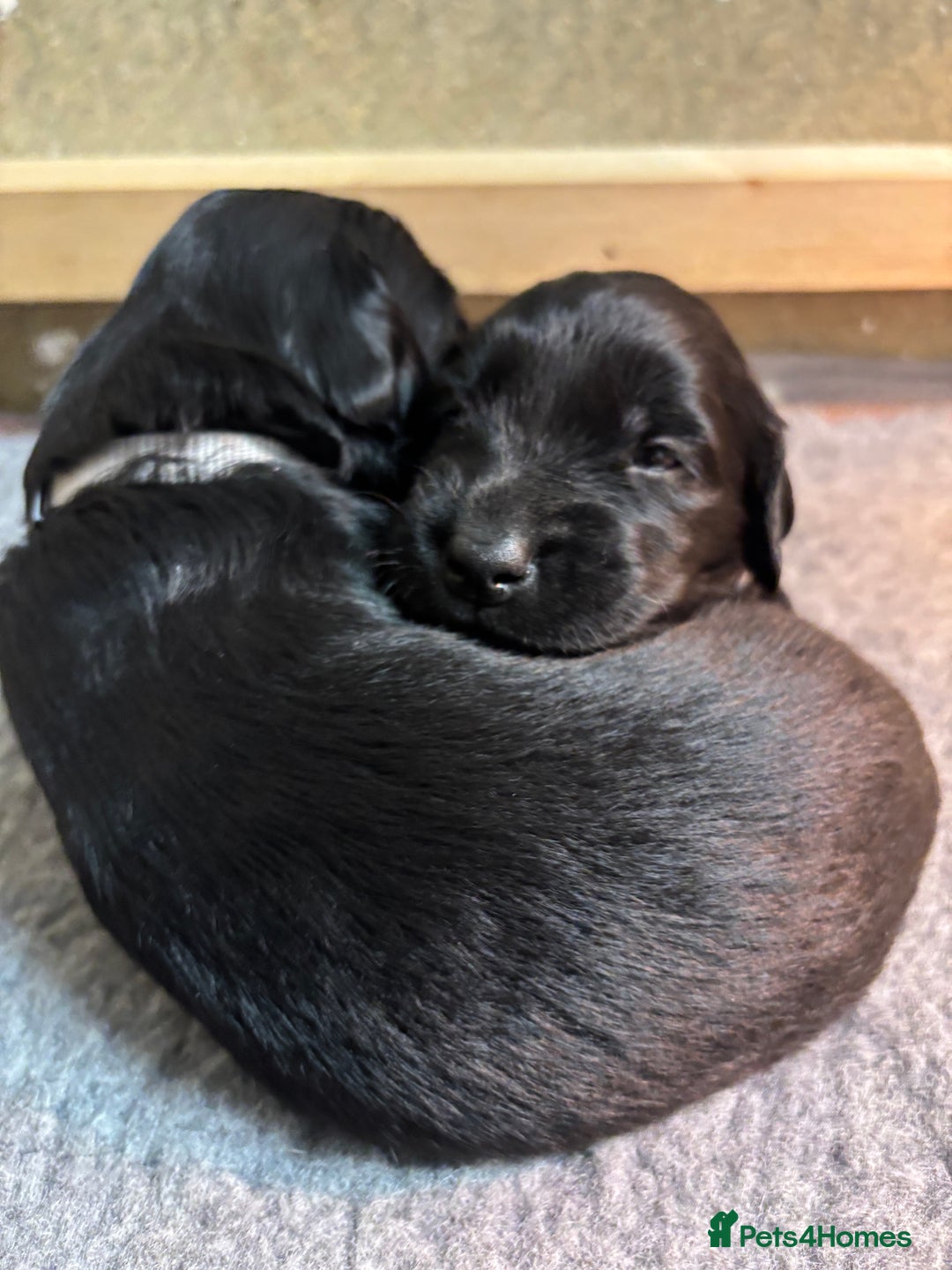 Mixed Breed dogs for sale: Flat Coat x Golden + Flat Coat x Labrador Puppies  - Advert 4